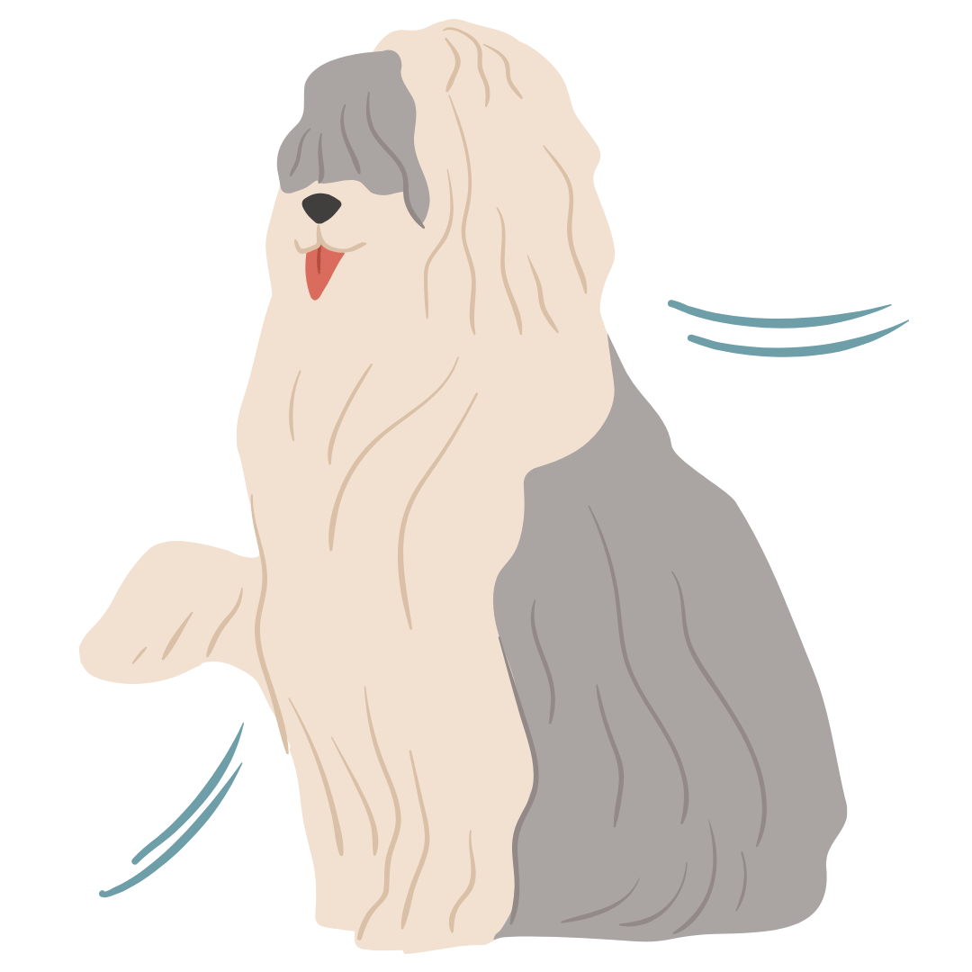 perros_pelos_largos