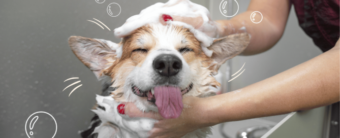 beneficios-peluqueria-canina