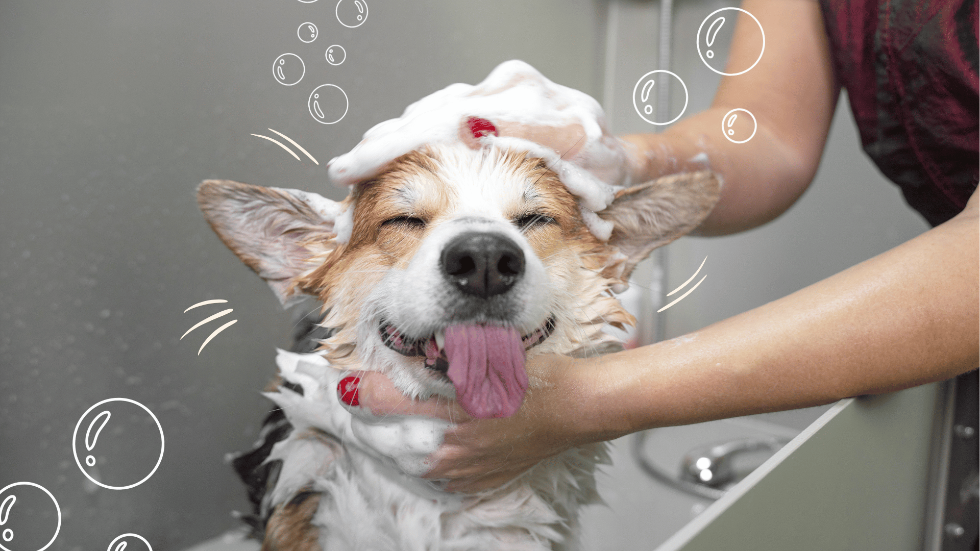 beneficios-peluqueria-canina